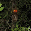 Southern wolly lemur