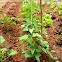 Judías verdes. Green beans