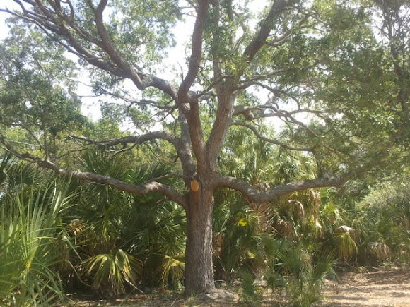 Spotting Image 1