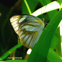 Striped Albatross