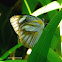Striped Albatross