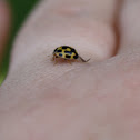 14 spot ladybird beetle