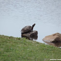 Red-Ear Slider