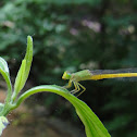 Coromandel Marsh Dart