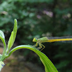 Coromandel Marsh Dart
