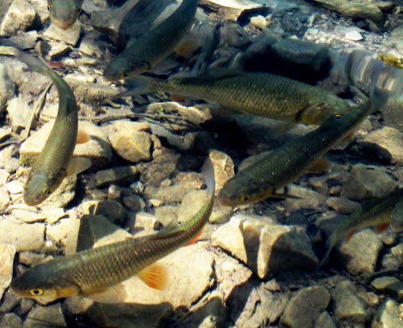 Spotting Image 1