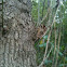 Oak tree