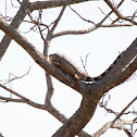 Green Iguana