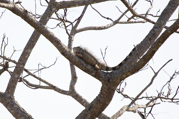 Spotting Image 1
