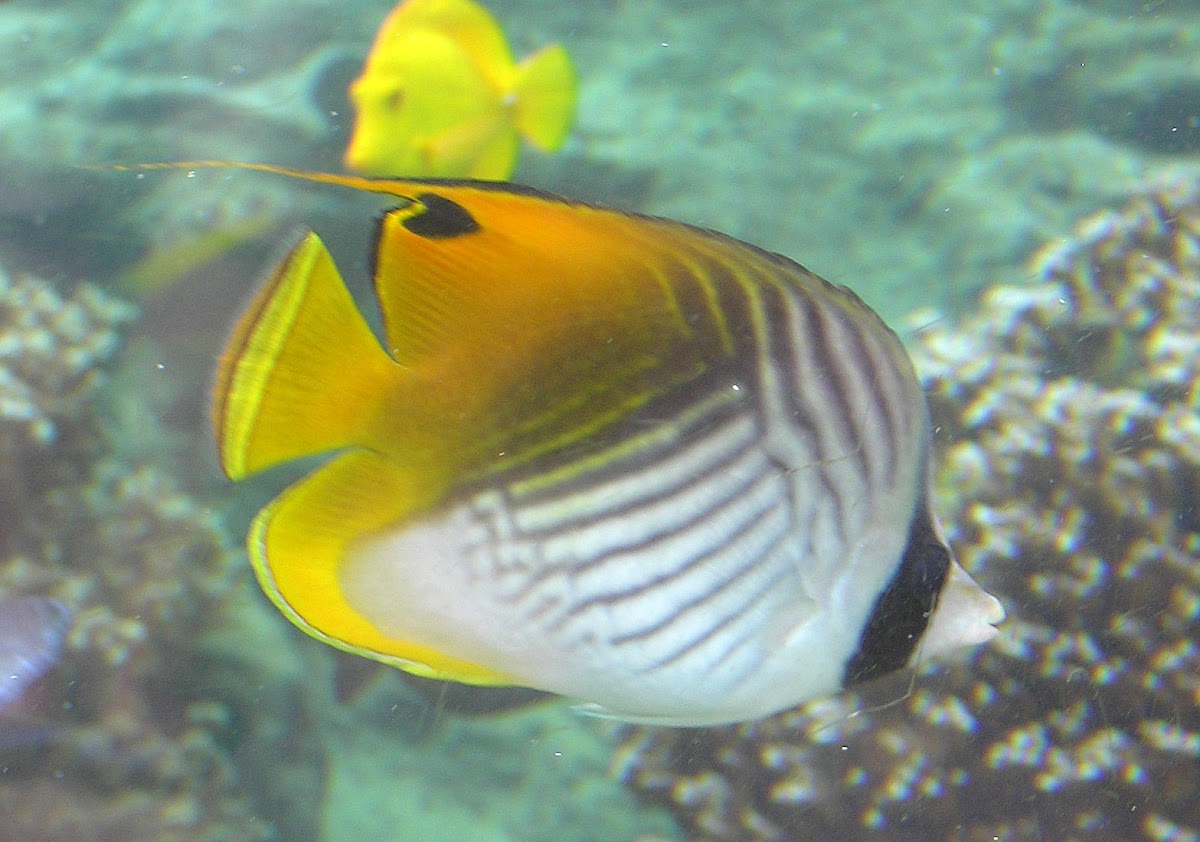 Threadfin Butterflyfish Project Noah