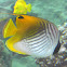 Threadfin Butterflyfish