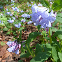 Virginia Bluebells