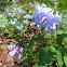 Virginia Bluebells