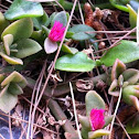 Ice plant