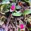 Ice plant