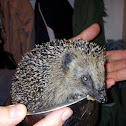 Hedgehog