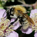Common Carder-bee