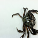 green crab