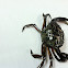 green crab