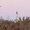 Great Horned Owl