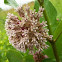 Common Milkweed