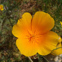 California poppy