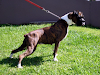 Boxer  Cachorros  Excelentes