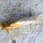 Black Banded Yellow Tussock