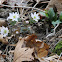 Rue-anemone