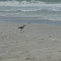 Willet