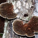 Hexagonia hydnoides