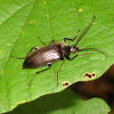 Common Black Ground Beetle