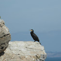 Great Cormorant