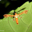 Plume Moth