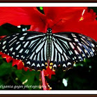 Common Mime