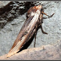Dot and Dash Swordgrass Moth
