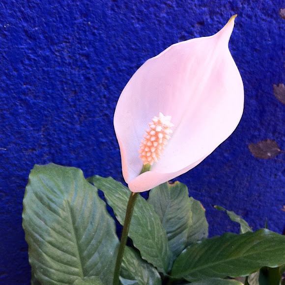 Spotting Image 1
