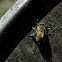 Western Honey Bee