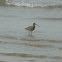 Curlew