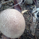 Common Puffball