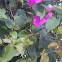 Buganvillea