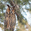 Long-eared Owl