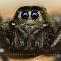Jumping Spider