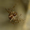 Ray spider