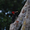 Crimson-crested Woodpecker