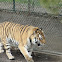 Amur tiger