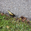 Eastern Tiger Swallowtail