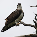 Osprey