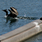 Double-crested Cormorant
