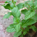 Mint